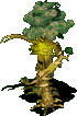 괴목