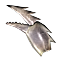 거대집게발