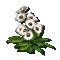 바람꽃